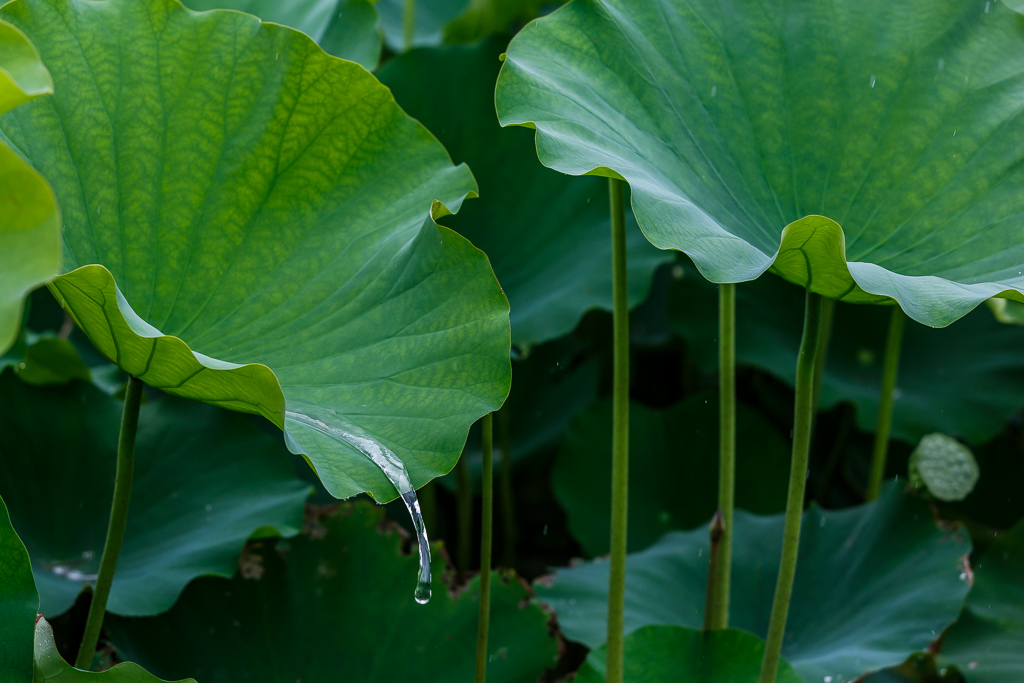 lotus, leaf, rain, water, spill,