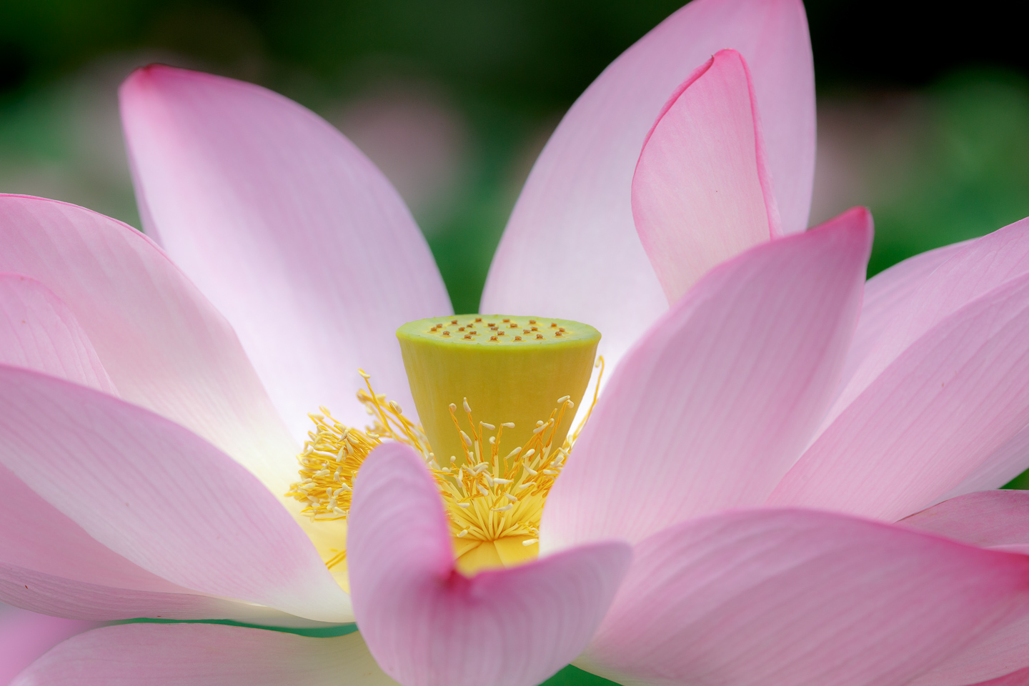 Lotus, National Aquatic Gardens, Washington, DC, Anacostia River, pink, translucent, 