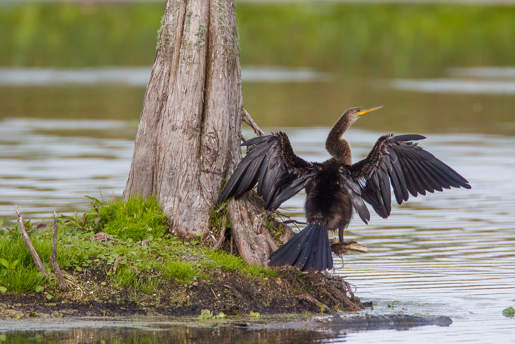 Anhinga, Orlando Wetlands, Florida, @Birds of a Feather, festival, @Palm Coast, 